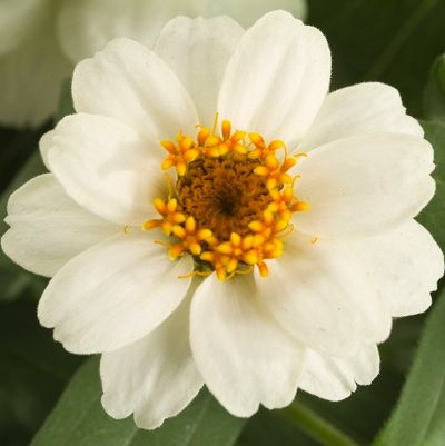  Zinnia Profusion Double White,Zinnia Profusion Series, Zinnia Elegans 'Profusion, Zinnia angustifolia 'Profusion', Zinnia x hybrida 'Profusion', Drought tolerant plants, heat tolerant plants, Humidity tolerant plants, Low maintenance plants